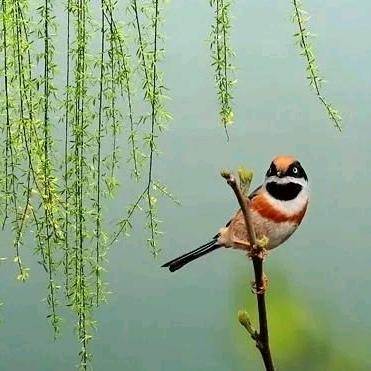 春风依旧