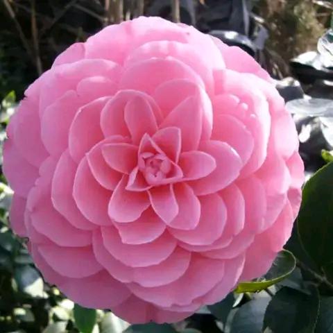 石磨坊大馅水饺（海丽园店）