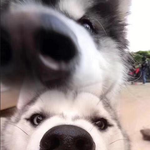 赵拉斯吃二狗