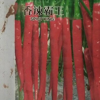我的太阳1314