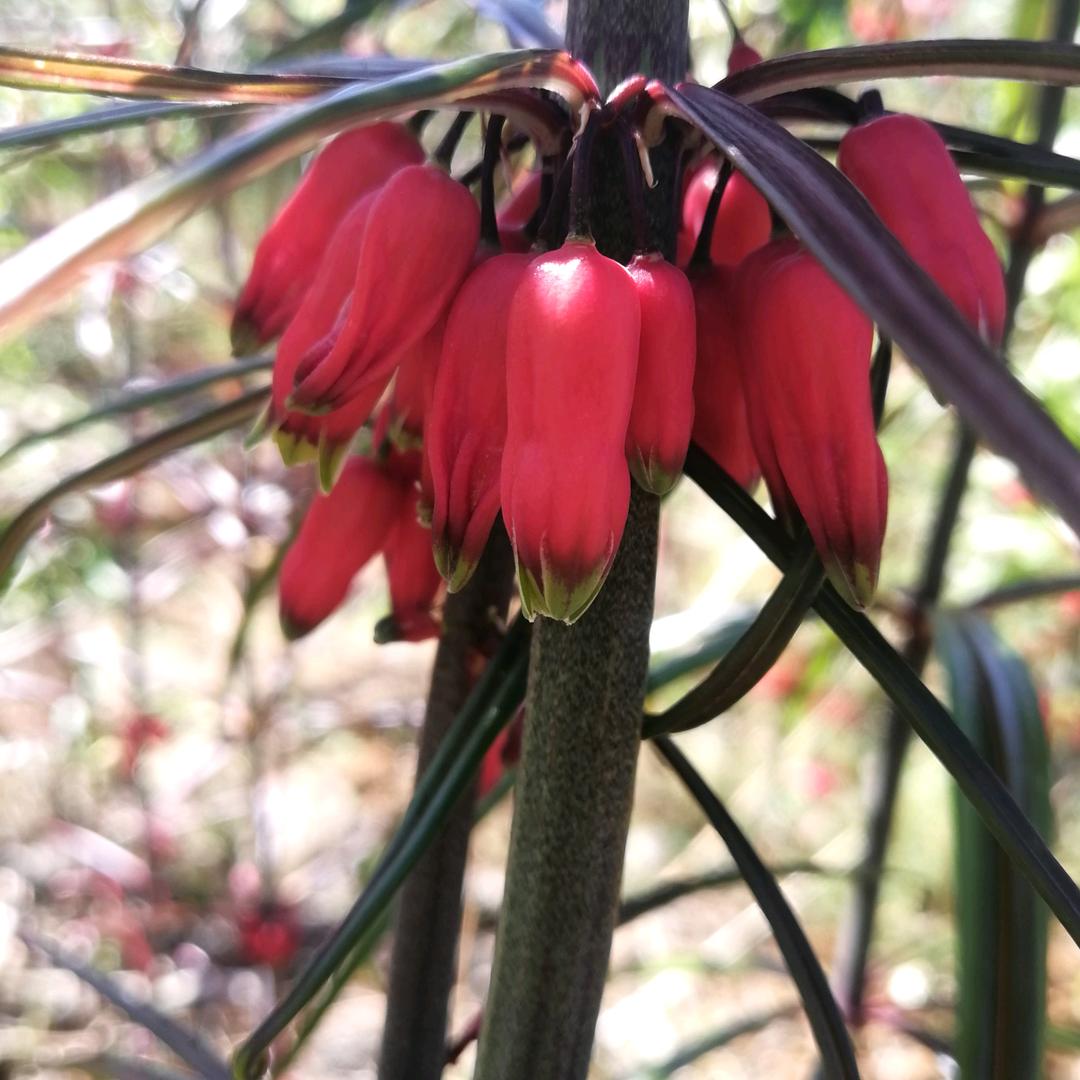 文山黄精.重楼   锦岩农业