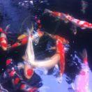 中山草鱼苗，梁国文