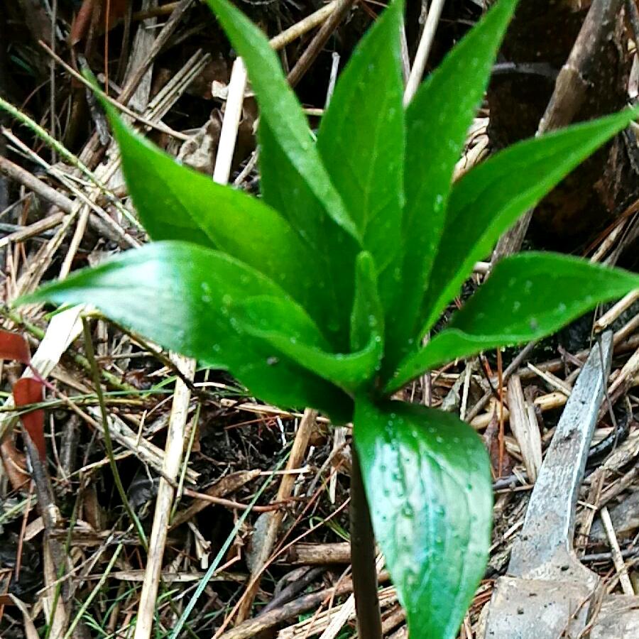 万年等一回（药材）单亲《爸爸》