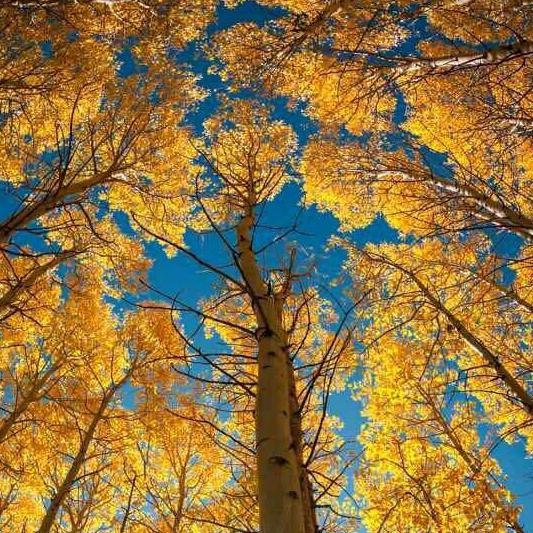 七星关区小陆(卷毛)豆制品加工坊