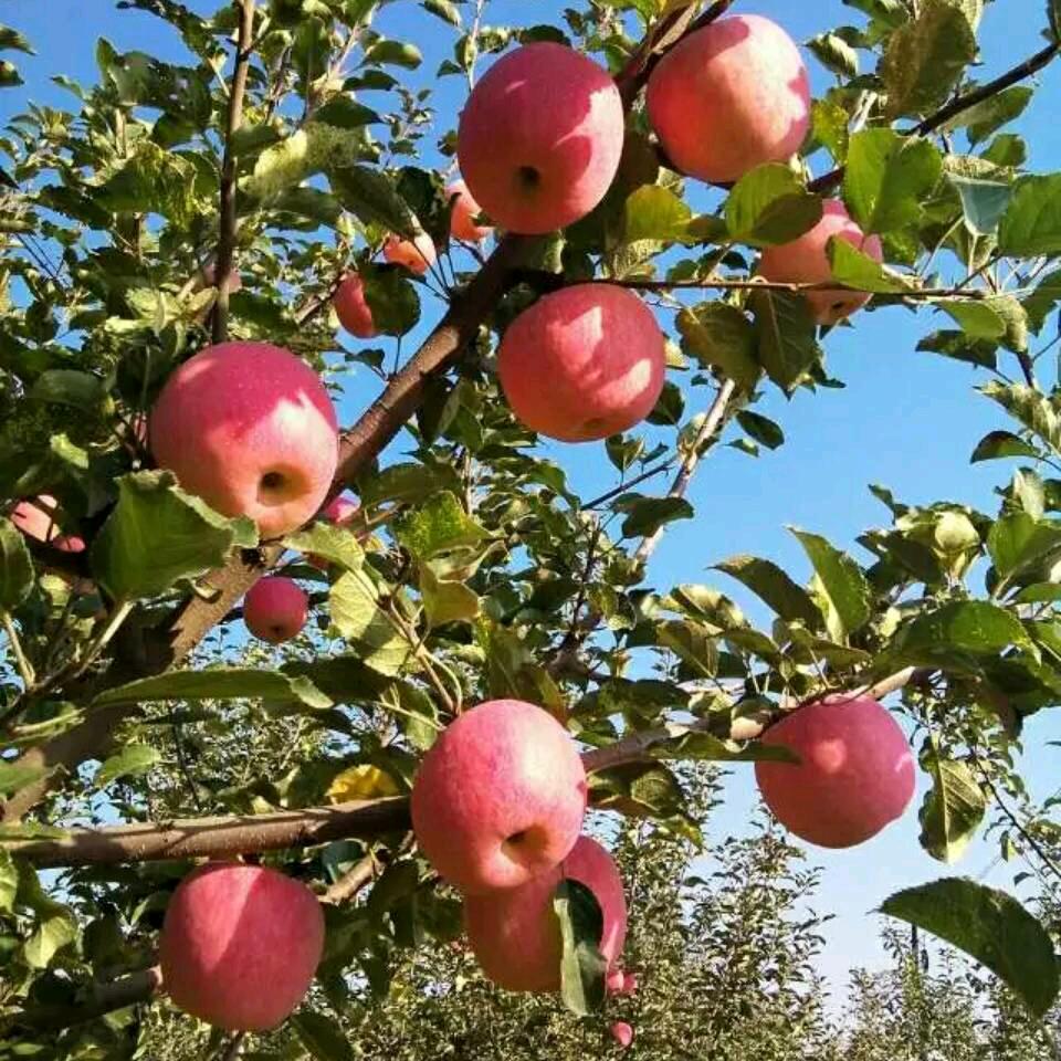 ❇️洛川苹果❇️