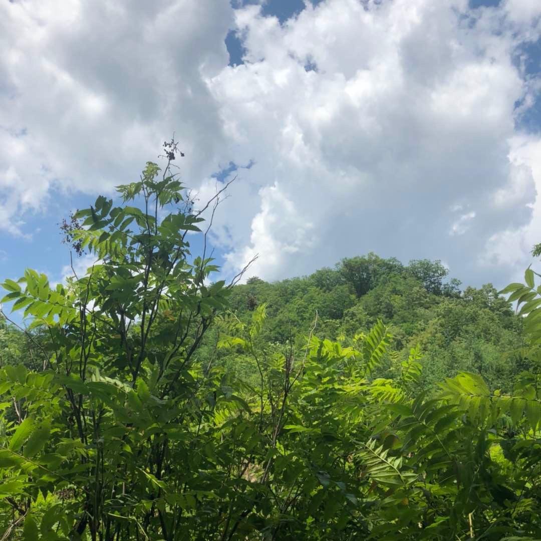 非（哥）越无限