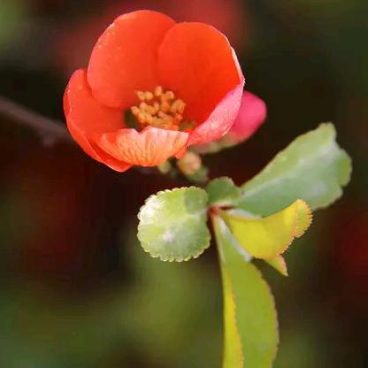 静待花开