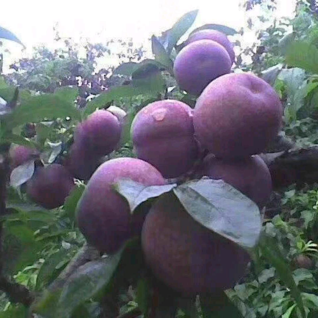 肥明