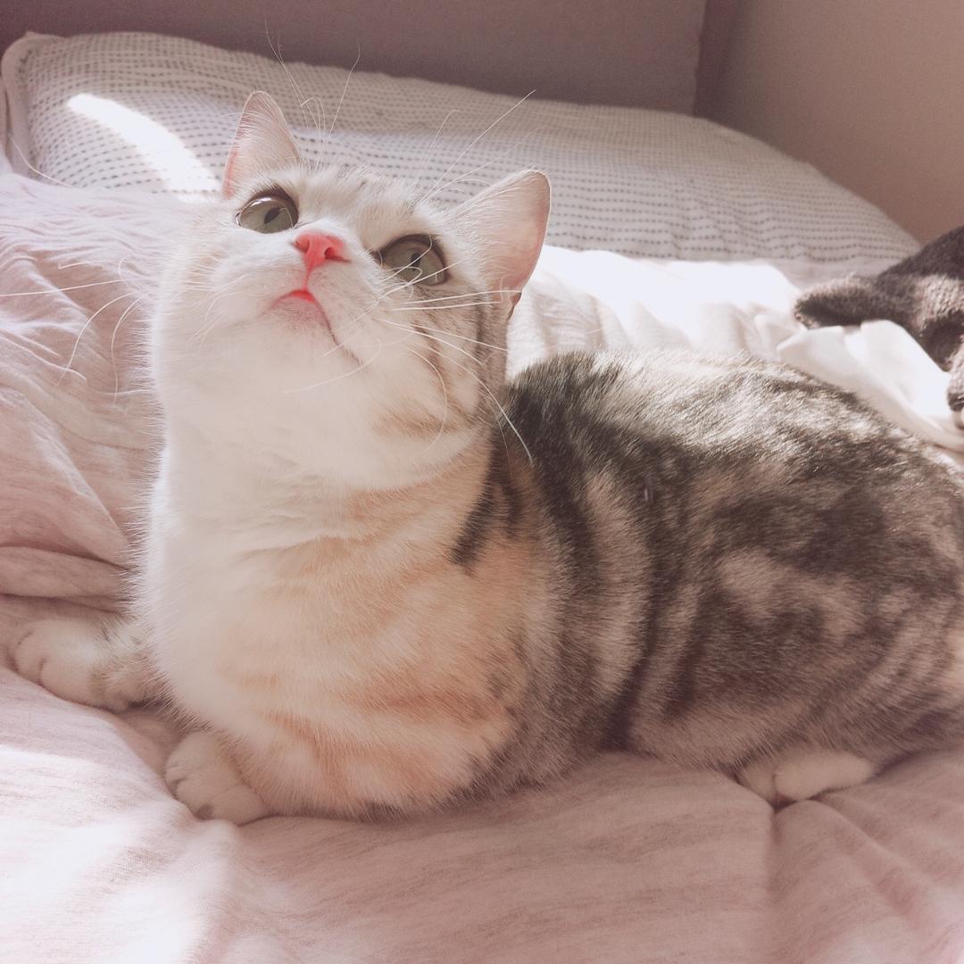 乙语鱼
