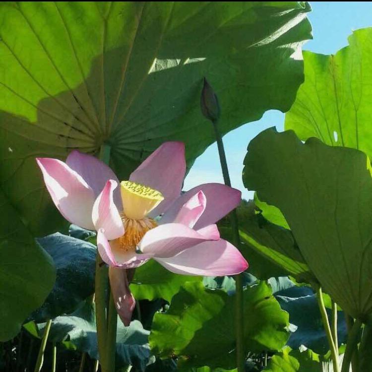 范冲