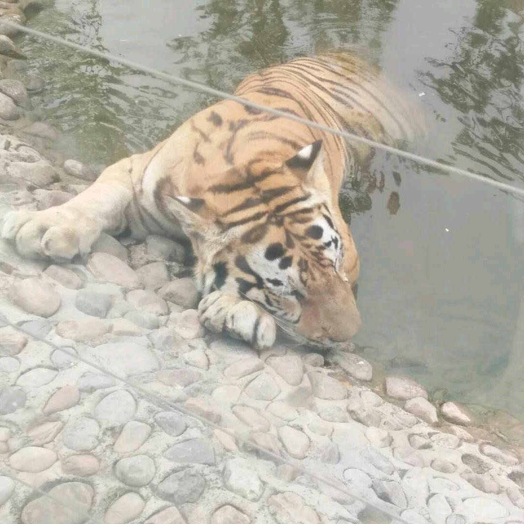 刘家街河北油坊（艳儿）