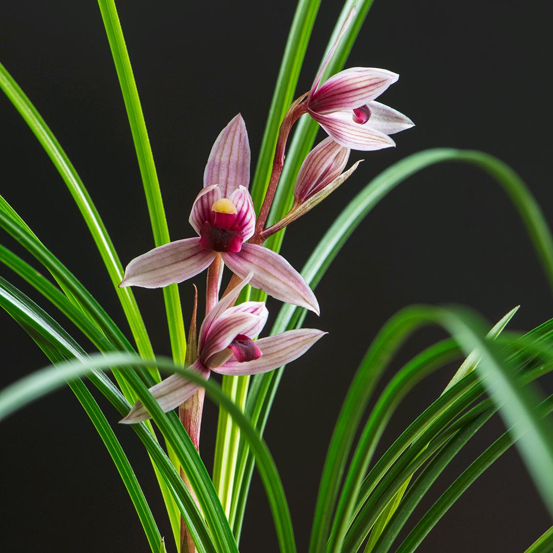 三江兰草园：维西杨世宏