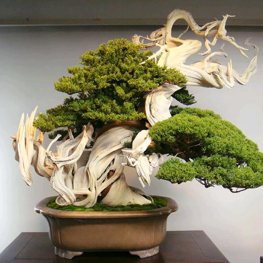 行唐县尘封种植园