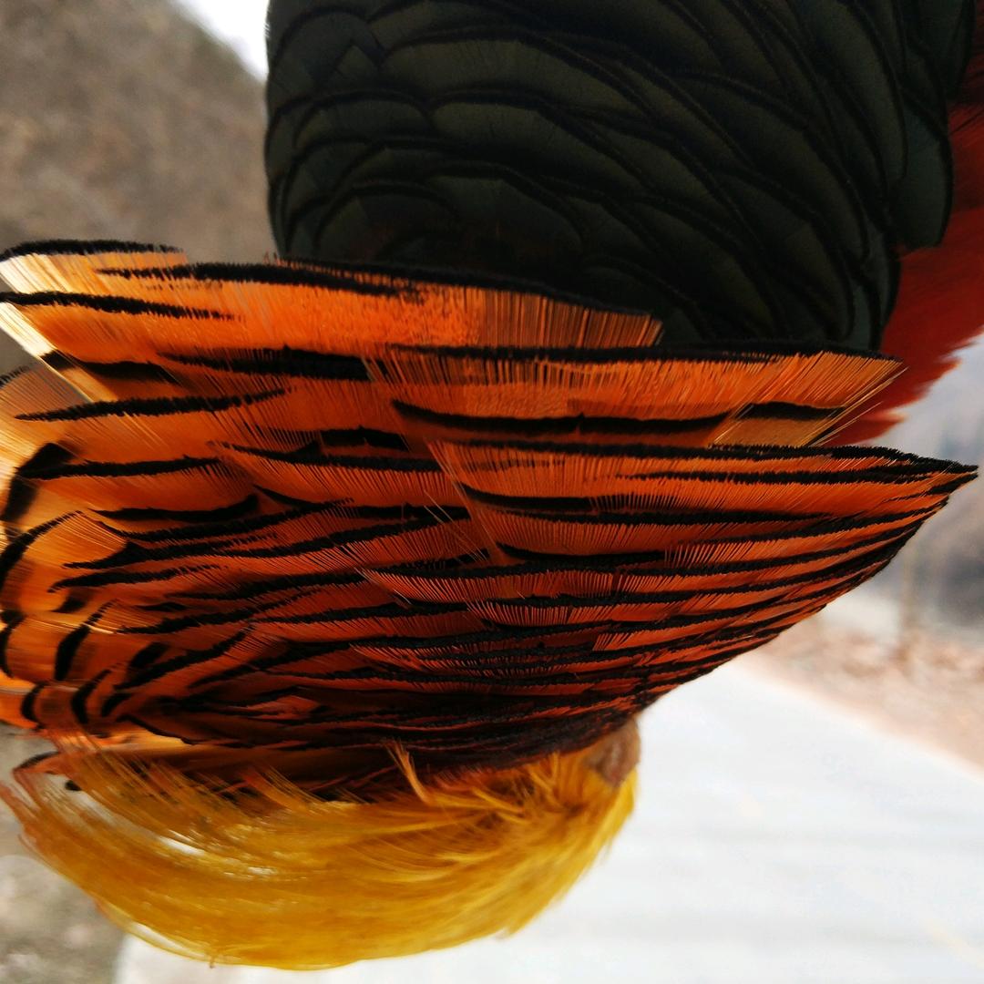 与狼共舞