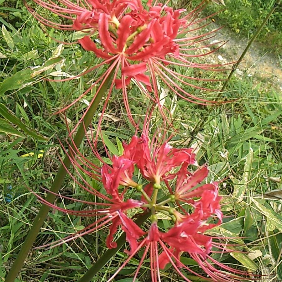 王小乐