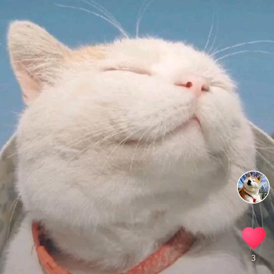 杆杆儿丶小锅锅