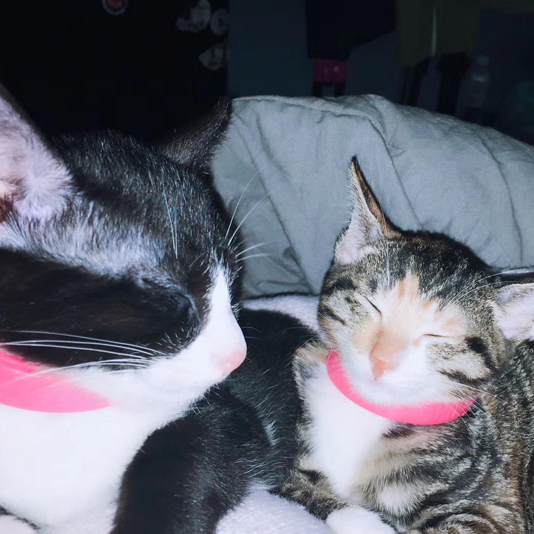 黑猫警长与夫人