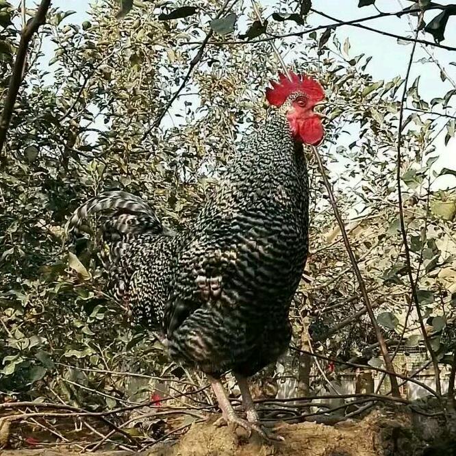晓明芦花鸡养殖场