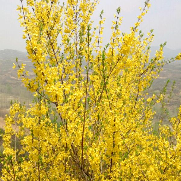 开心乐，红进宝，王跃进