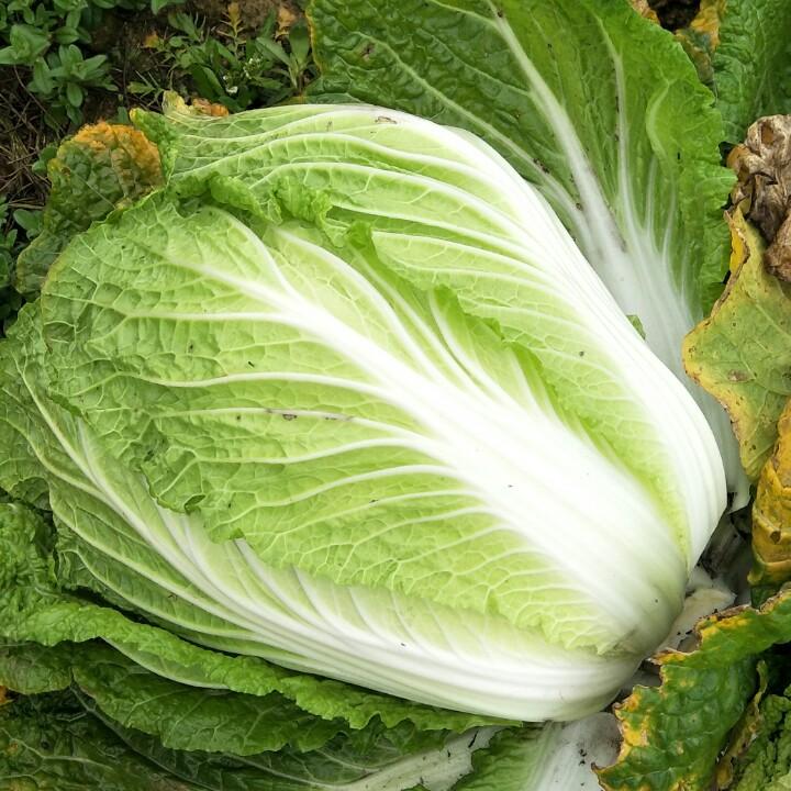 军垦蔬菜代收谈燚霞