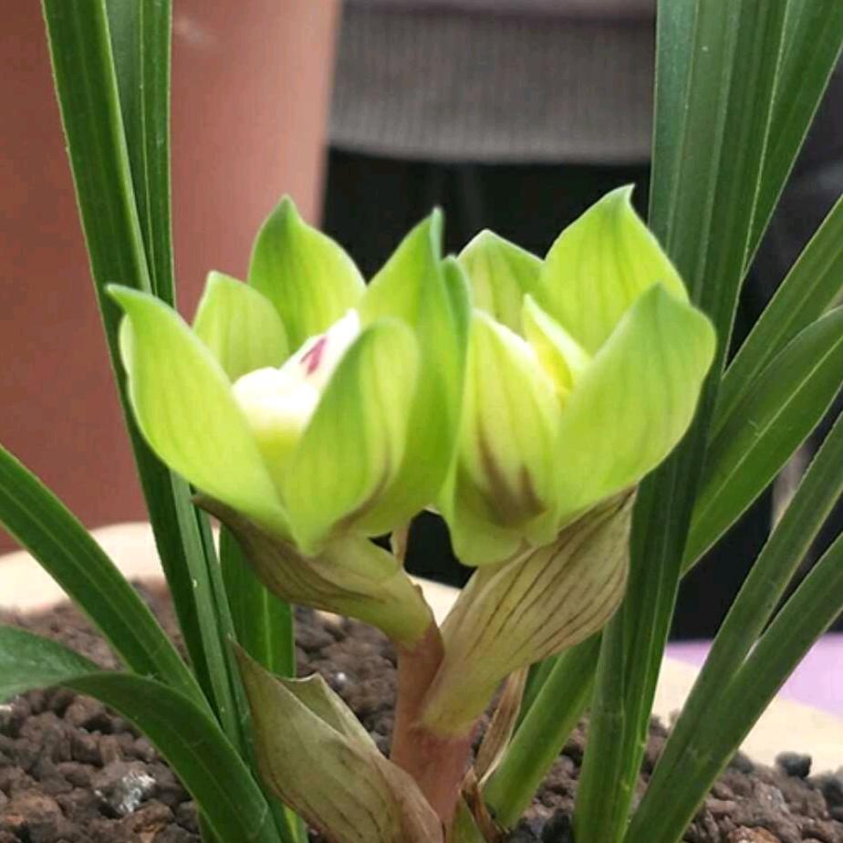 凤鸣草堂🍀