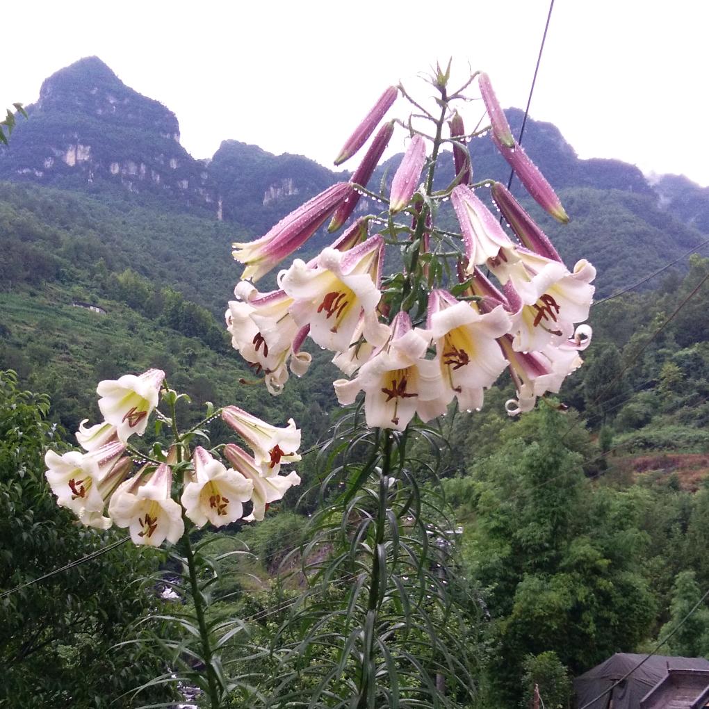 阿五哥
