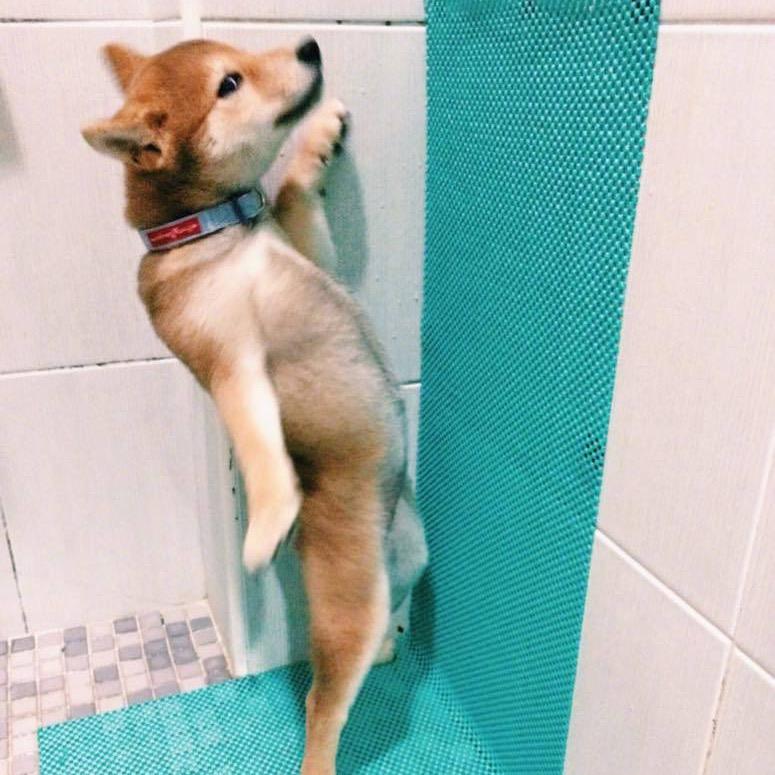 摇了摇头-