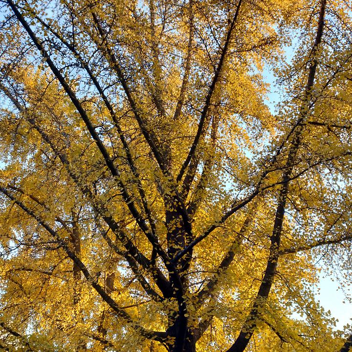 🌴🌴简单快乐🍁🍁