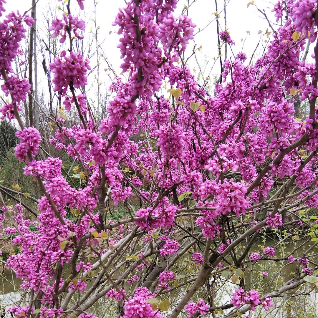 启芝
