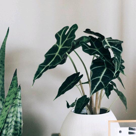 ฅ浅笑、念伊人ζ͡