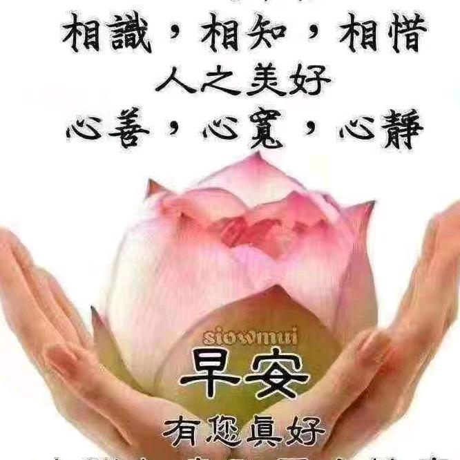 雁南飞