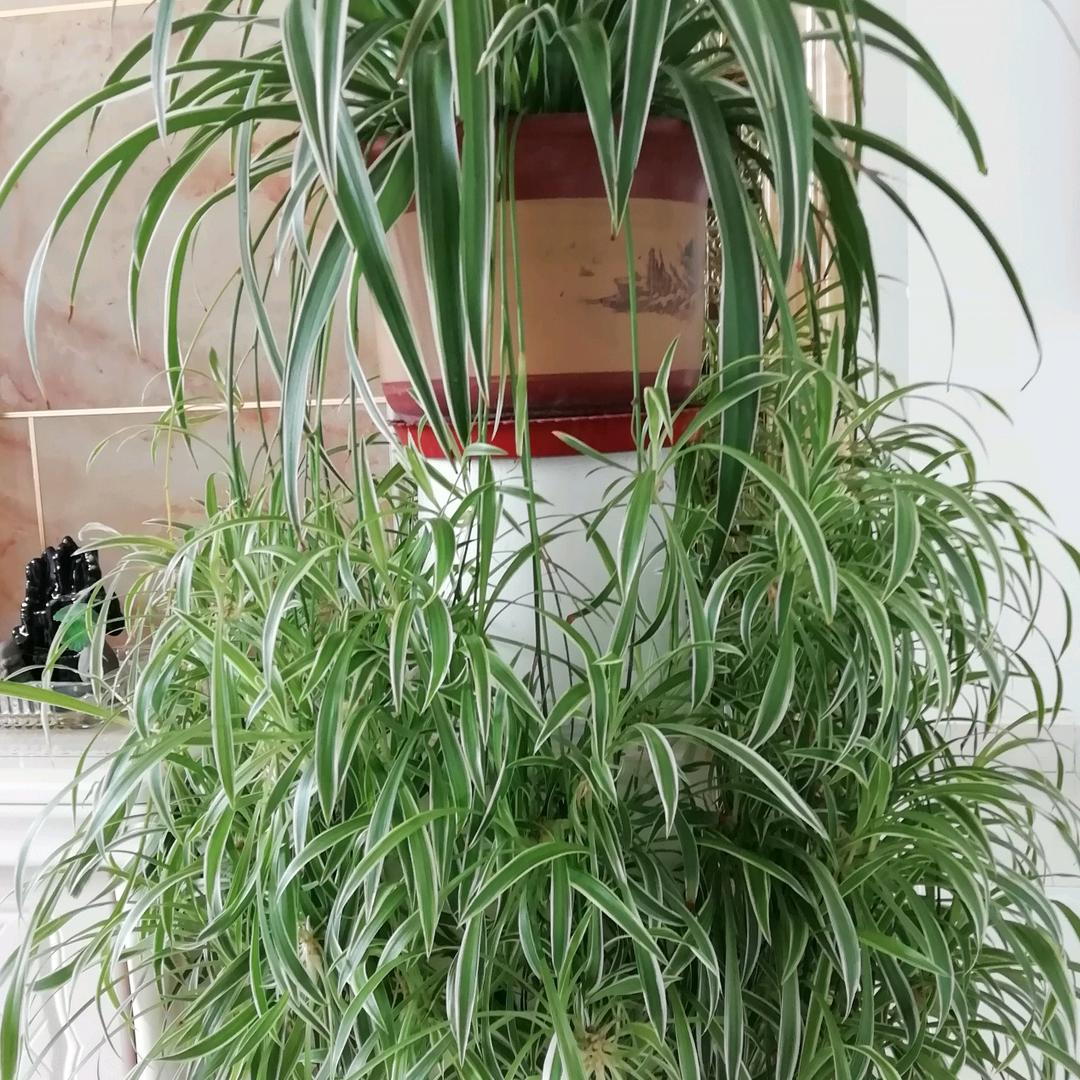 🌈健康美丽！🌈