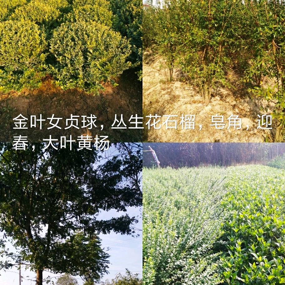 波哥（小叶黄杨，大叶黄杨，北