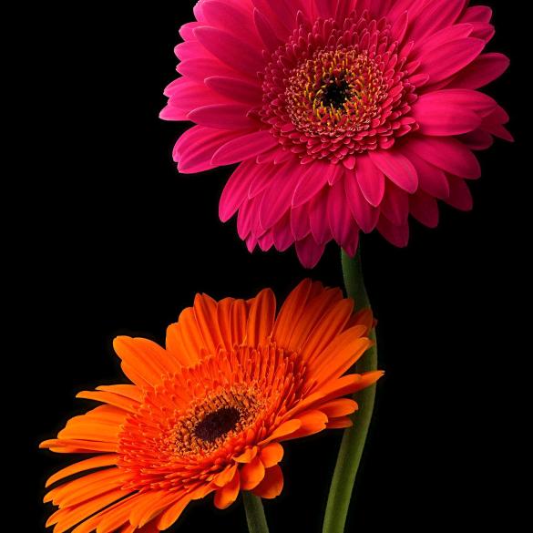 一生守侯💑张望未来