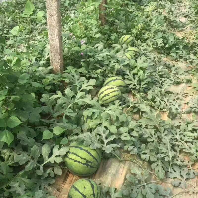 诚信是金