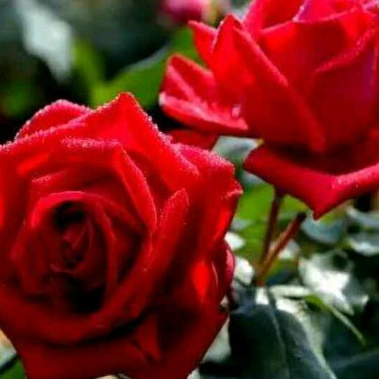 铿锵玫瑰🌹🌹💃💃