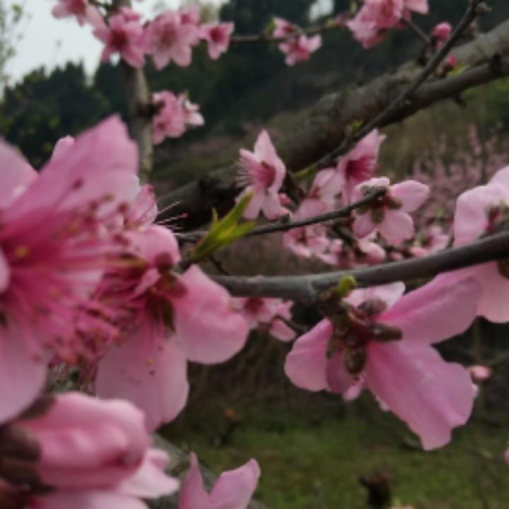 幺妹烧烤，烤鱼店