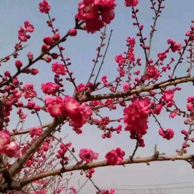 青青河边草（谢绝连赞原创作品）