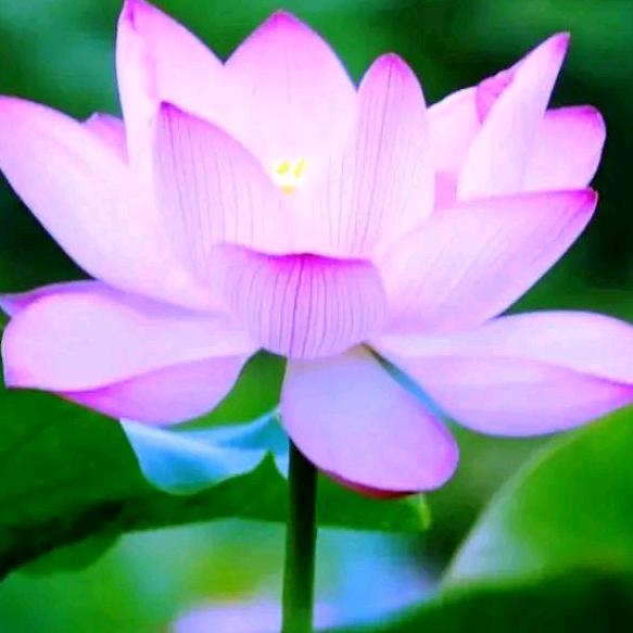 新香芬芳