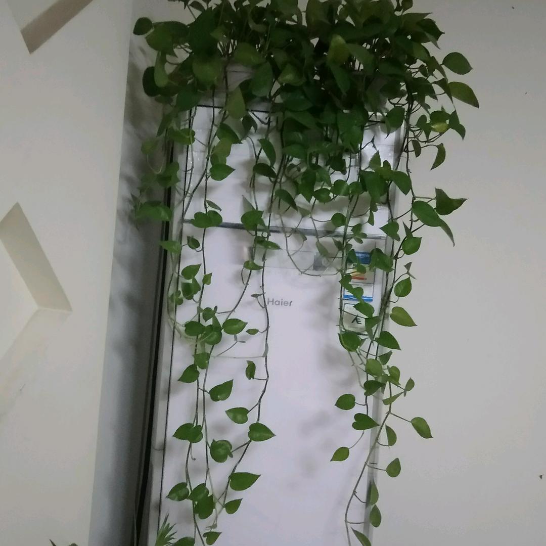 用户中华牛人