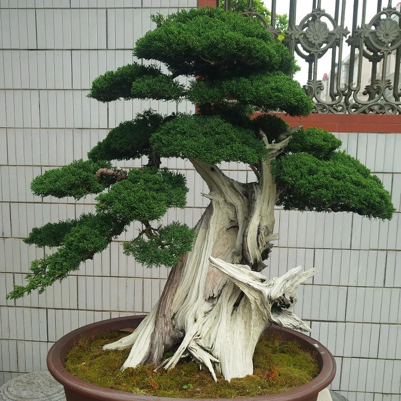 景然盆景