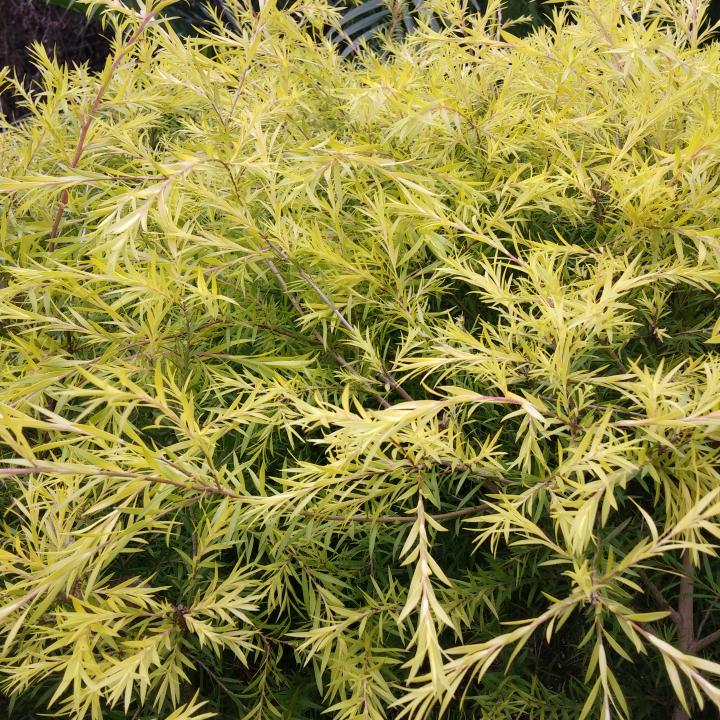 一杯咖啡的苦