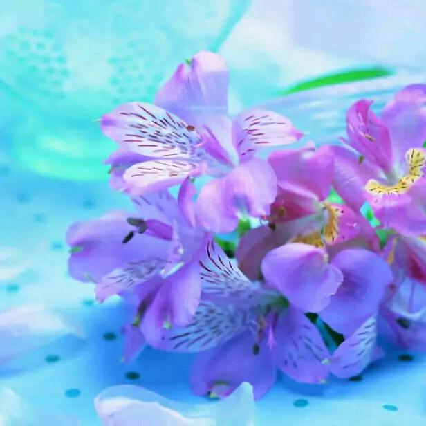 锦瑟幽心