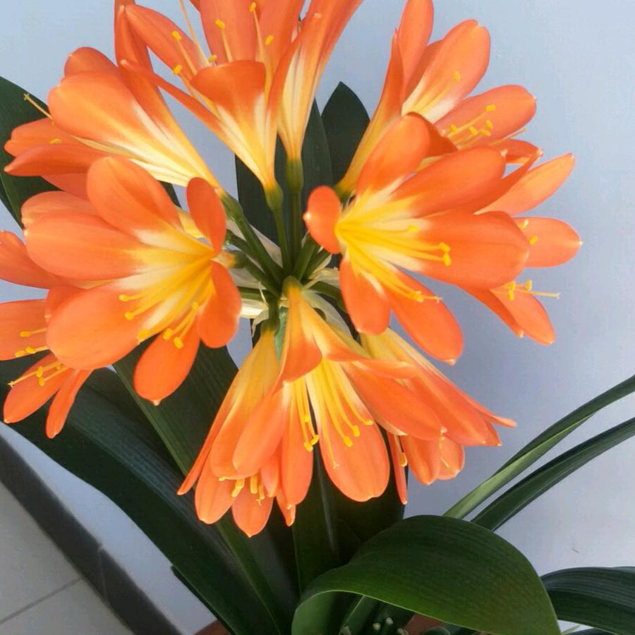 এ🚬꧔ꦿ碎银℘ᝰ解千愁᭄ᩚ꯭ᩚ