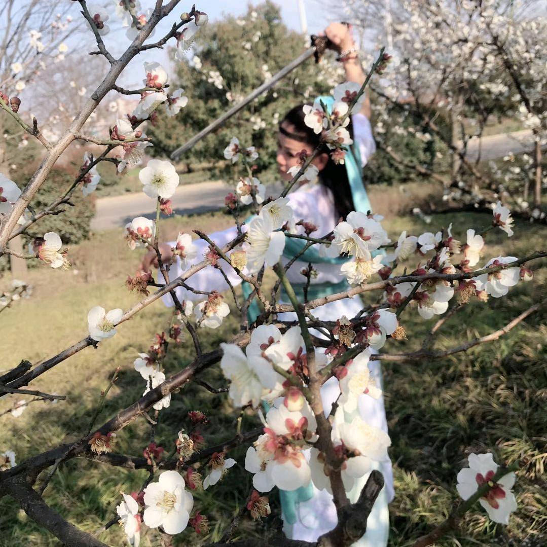 冰心雪莲
