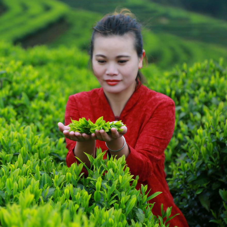 寿宁县南阳镇清心阁茶叶店