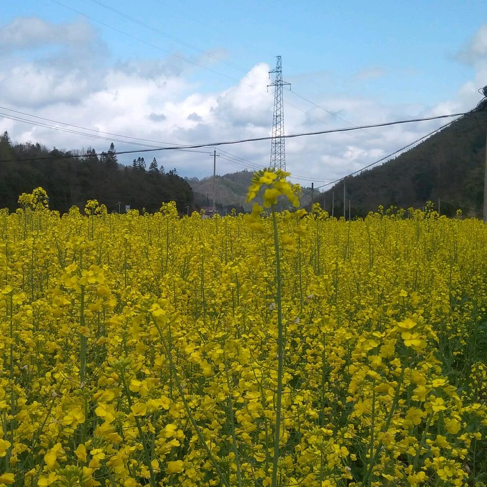山里妈妈