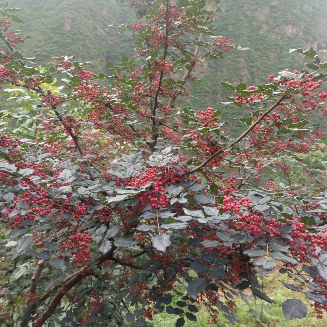 珍惜hzh