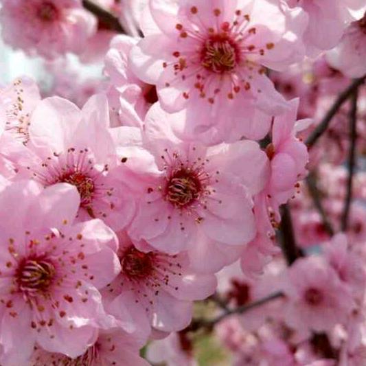 桃花。