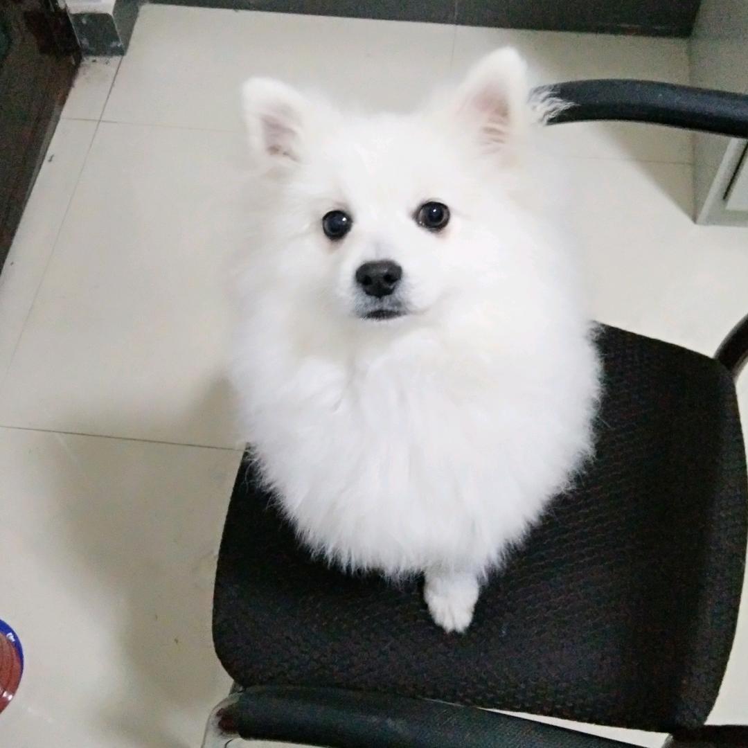 游子